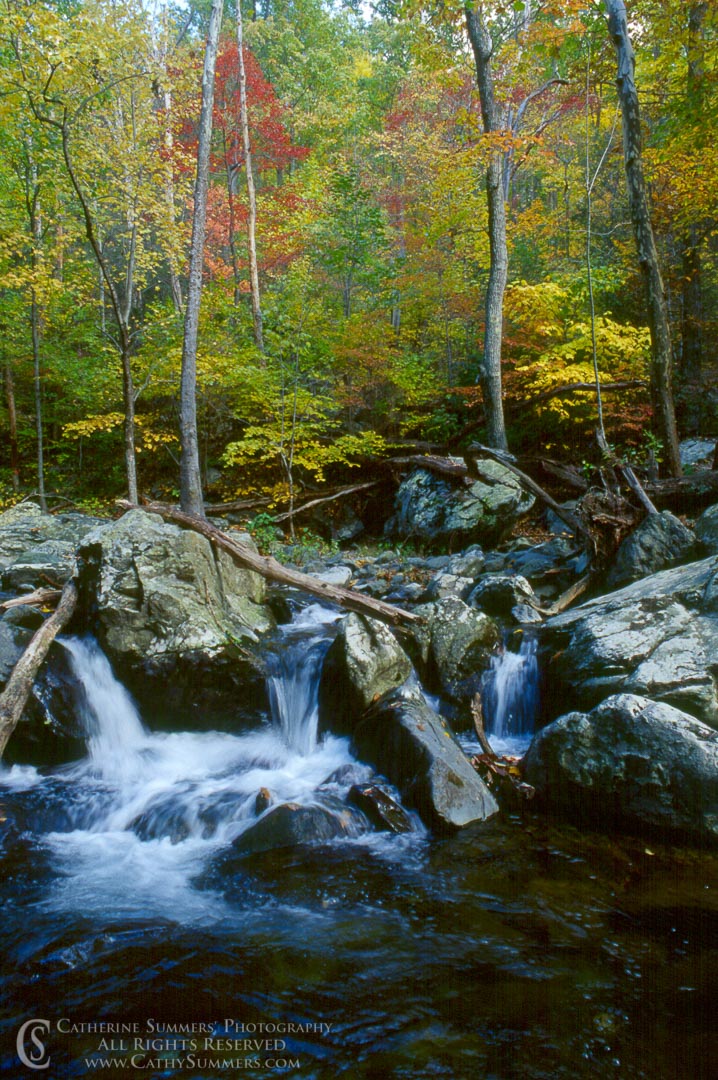 Fall Colors on the Rose River: Shenandoah National Park, Virginia