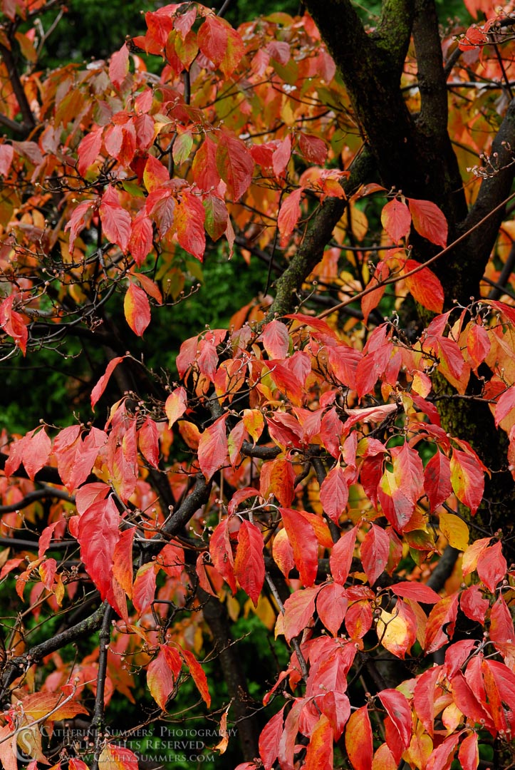 Autumn Dogwood in the Rain #1: Virginia