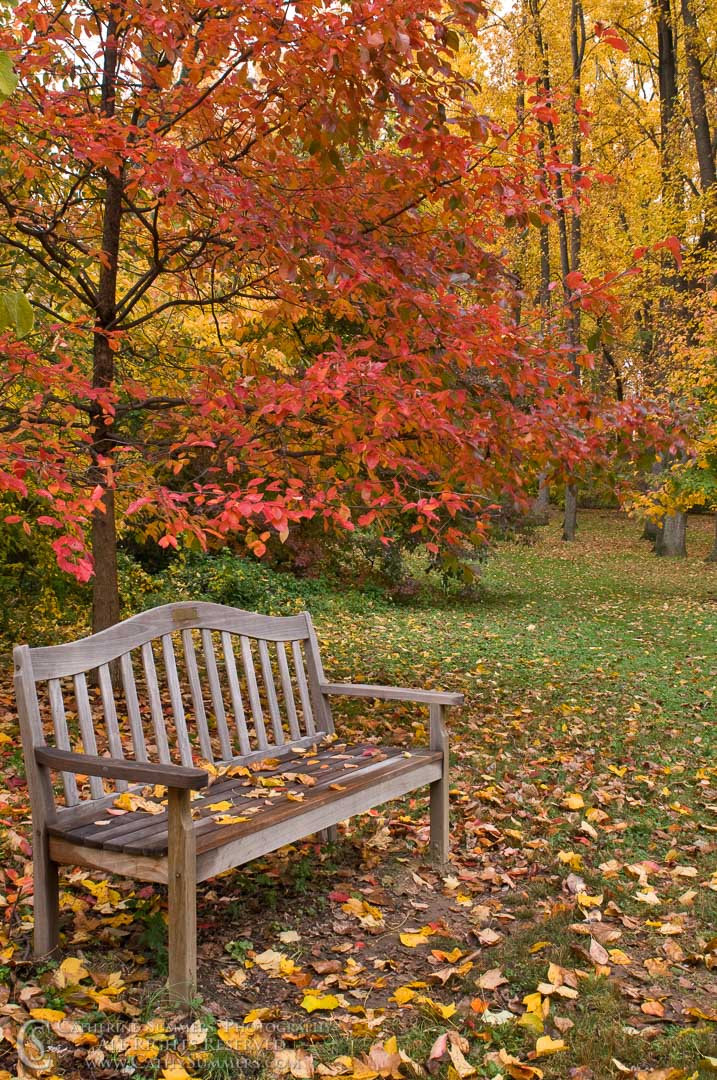 Bench in the Park: Falls Church, Virginia