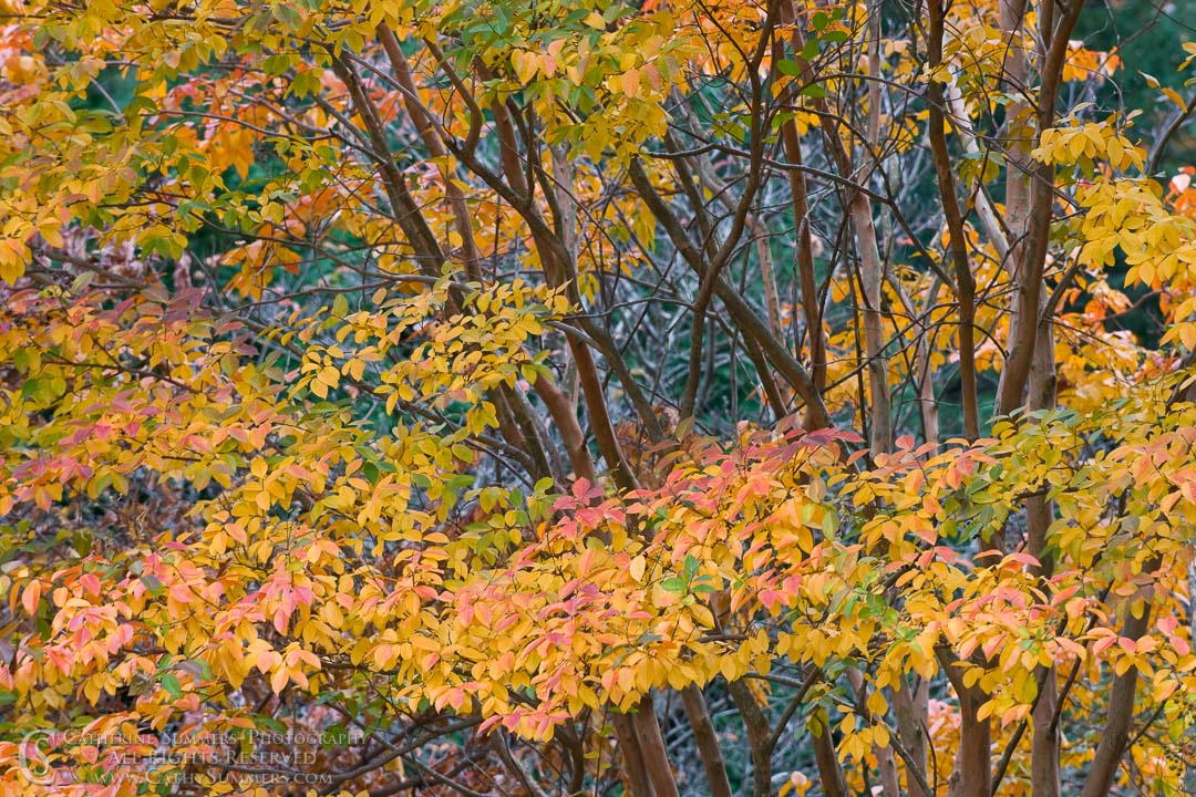 AU_2008_018: horizontal, autumn, leaves, Crape Myrtle