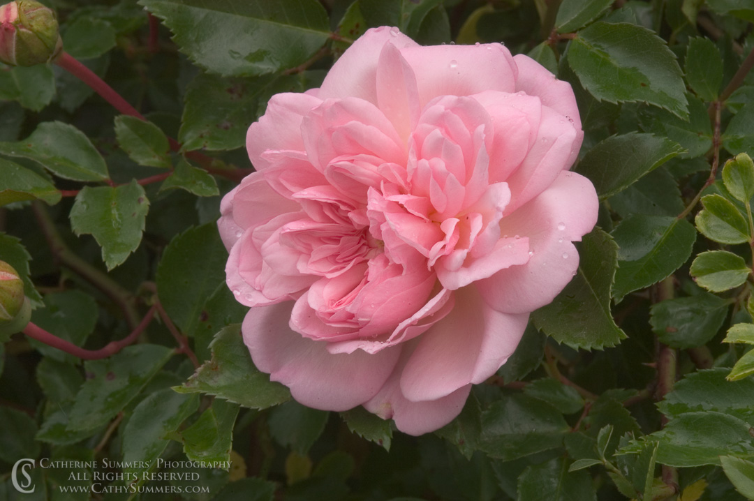 Black and White of Pink Rose Macro: Virginia