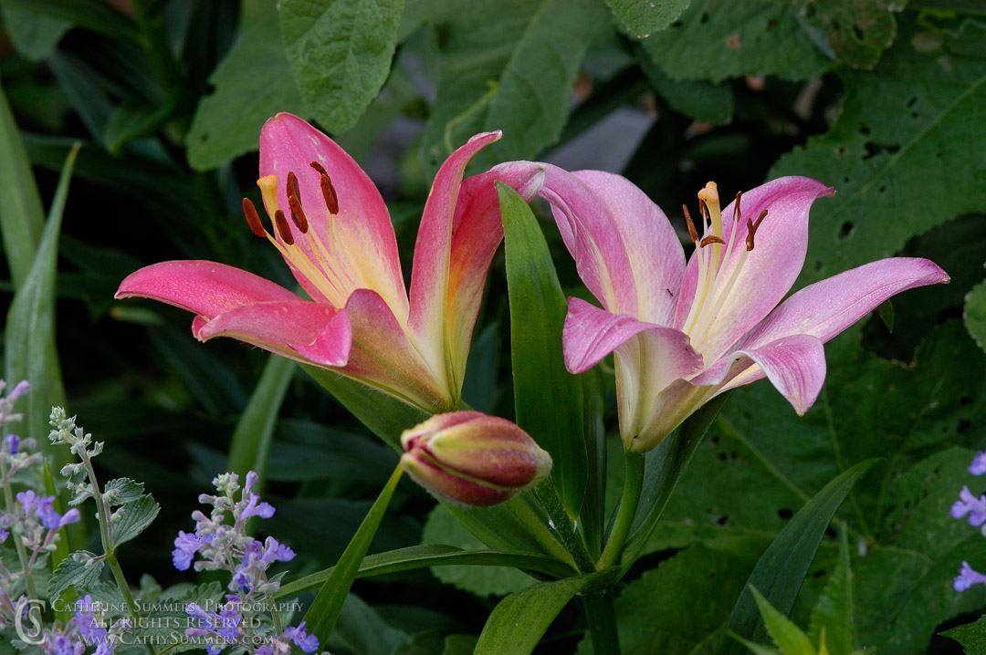 Asiatic Lilies in Bloom: Virginia