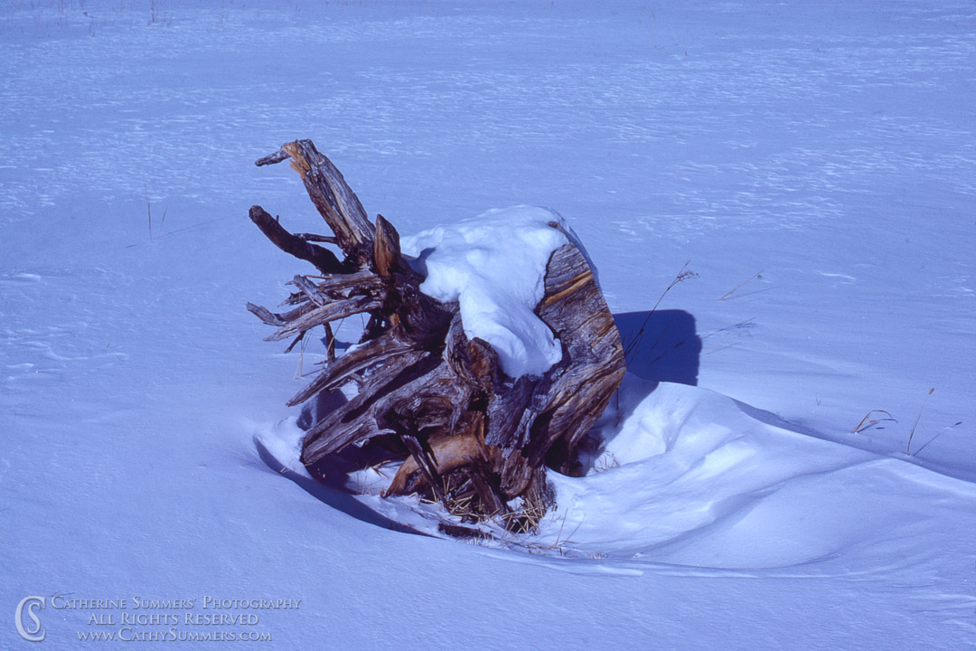 Stump and Drifted Snow: Colorado