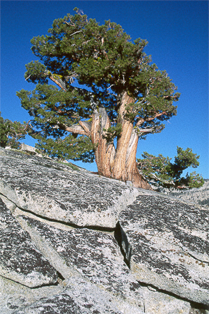 Bristlecone Pine: Yosemite National Park, California