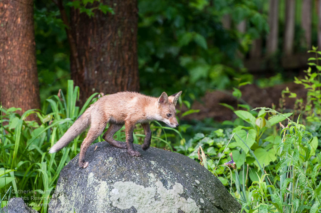 Fox Kit Playing on a Boulder at the Edge of the Trees: Falls Church, Virginia