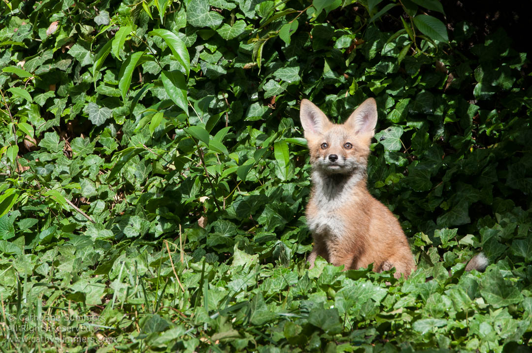 Red Fox Kit Sitting in the Ivy: Falls Church, Virginia