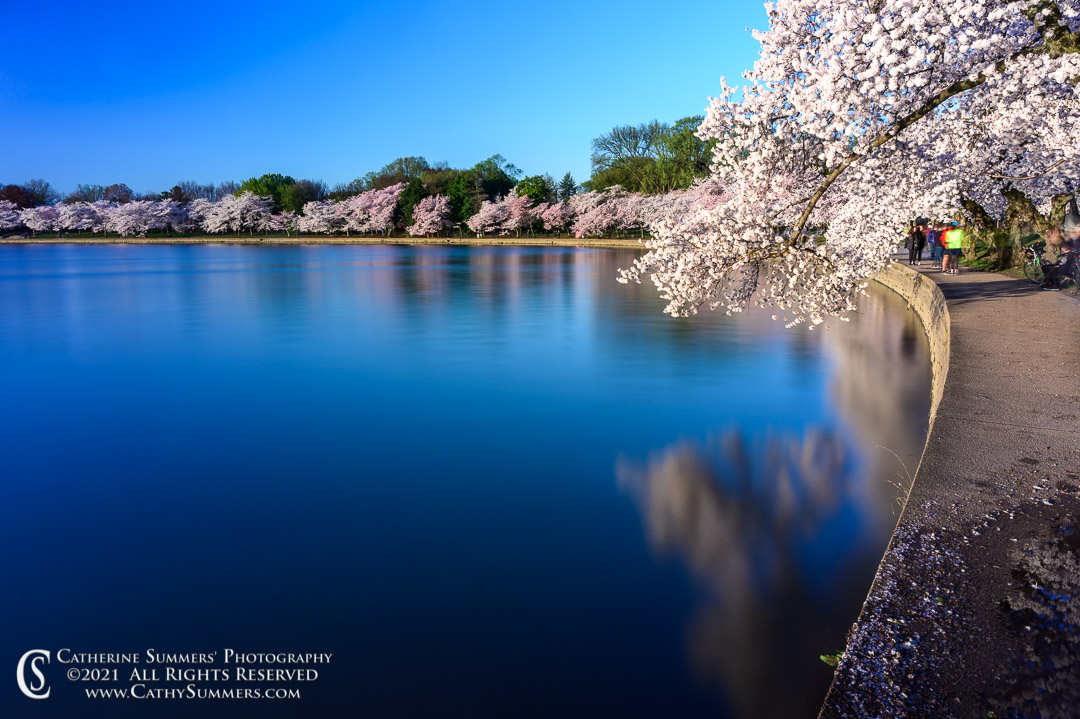 Cherry Blossoms and Reflections in the Tidal Basin - 30 Second Exposure
