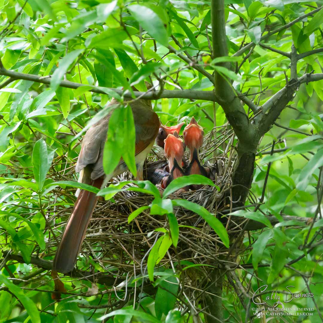 Feeding Time / Cardinals and Chicks at Huntley Meadows