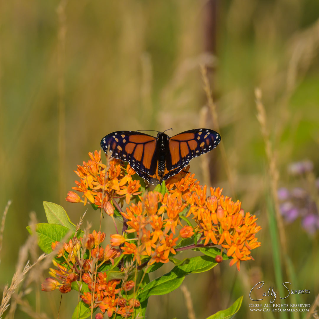20230727_NZ97349: square, Shenandoah National Park, butterfly, Blue Ridge Mountains, Big Meadows, butterfly milkweed, Monarch Butterfly