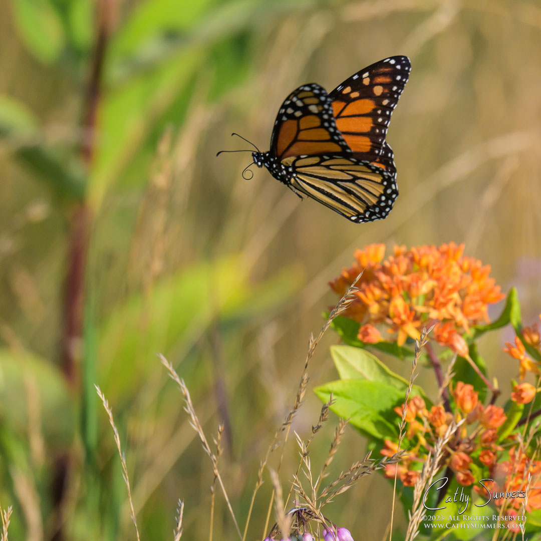 20230727_NZ97370: square, Shenandoah National Park, butterfly, Blue Ridge Mountains, Big Meadows, butterfly milkweed, Monarch Butterfly
