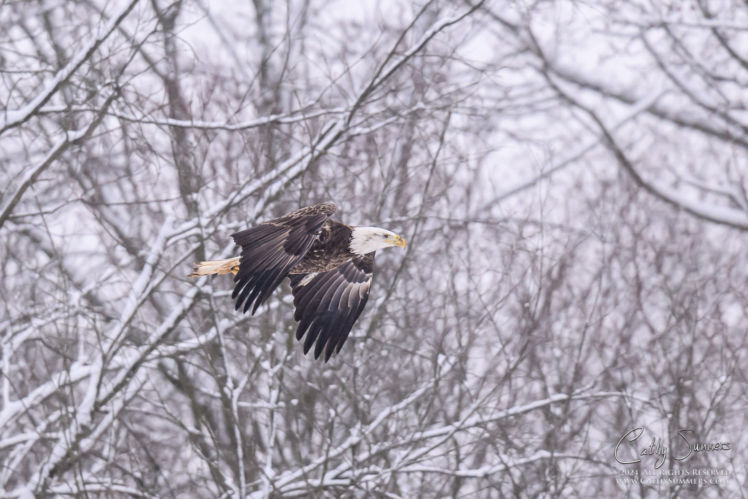 Bald Eagle Flying Through the Snow at Huntley Meadows