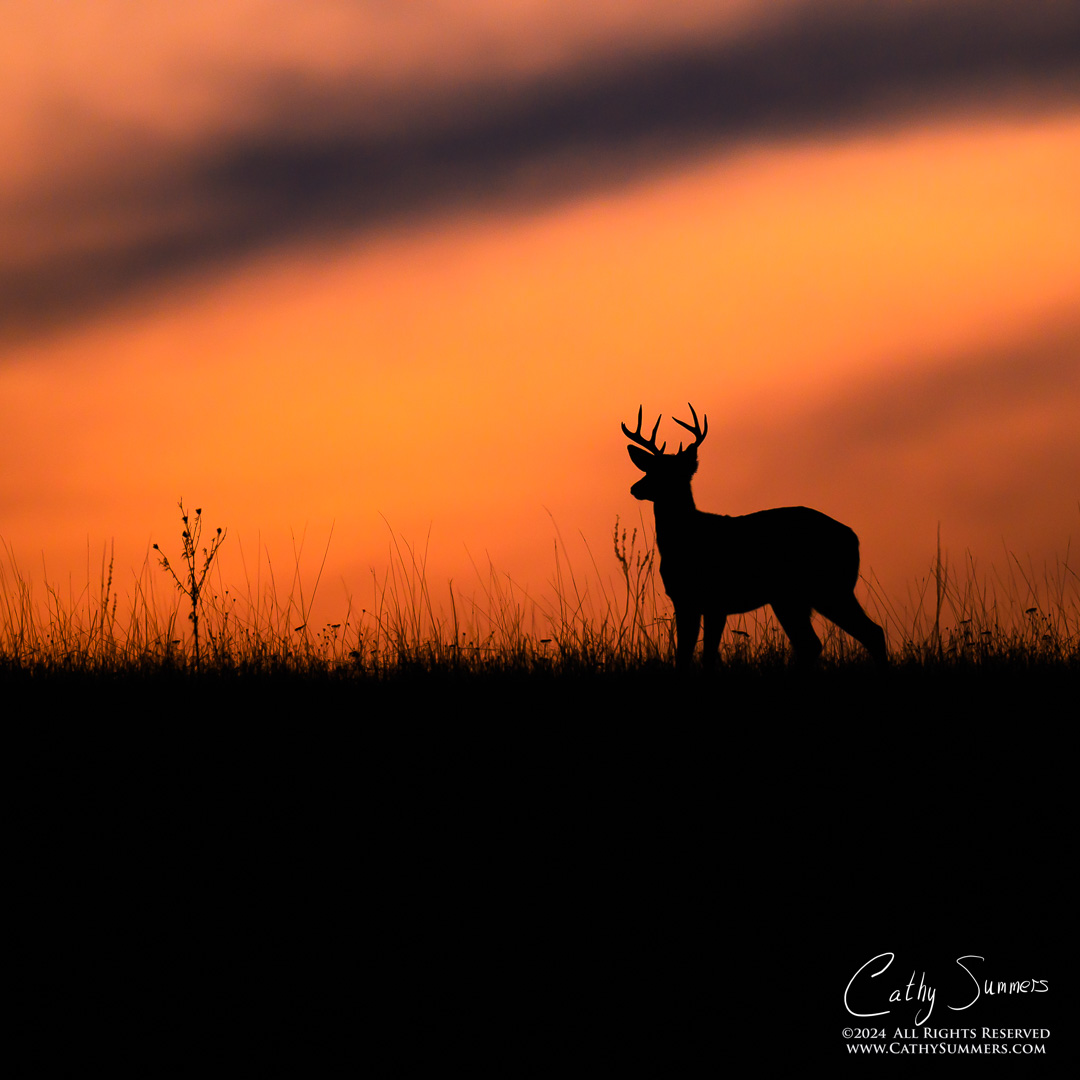 White Tailed Buck Silhouetted Against a Winter Sunset in Big Meadows