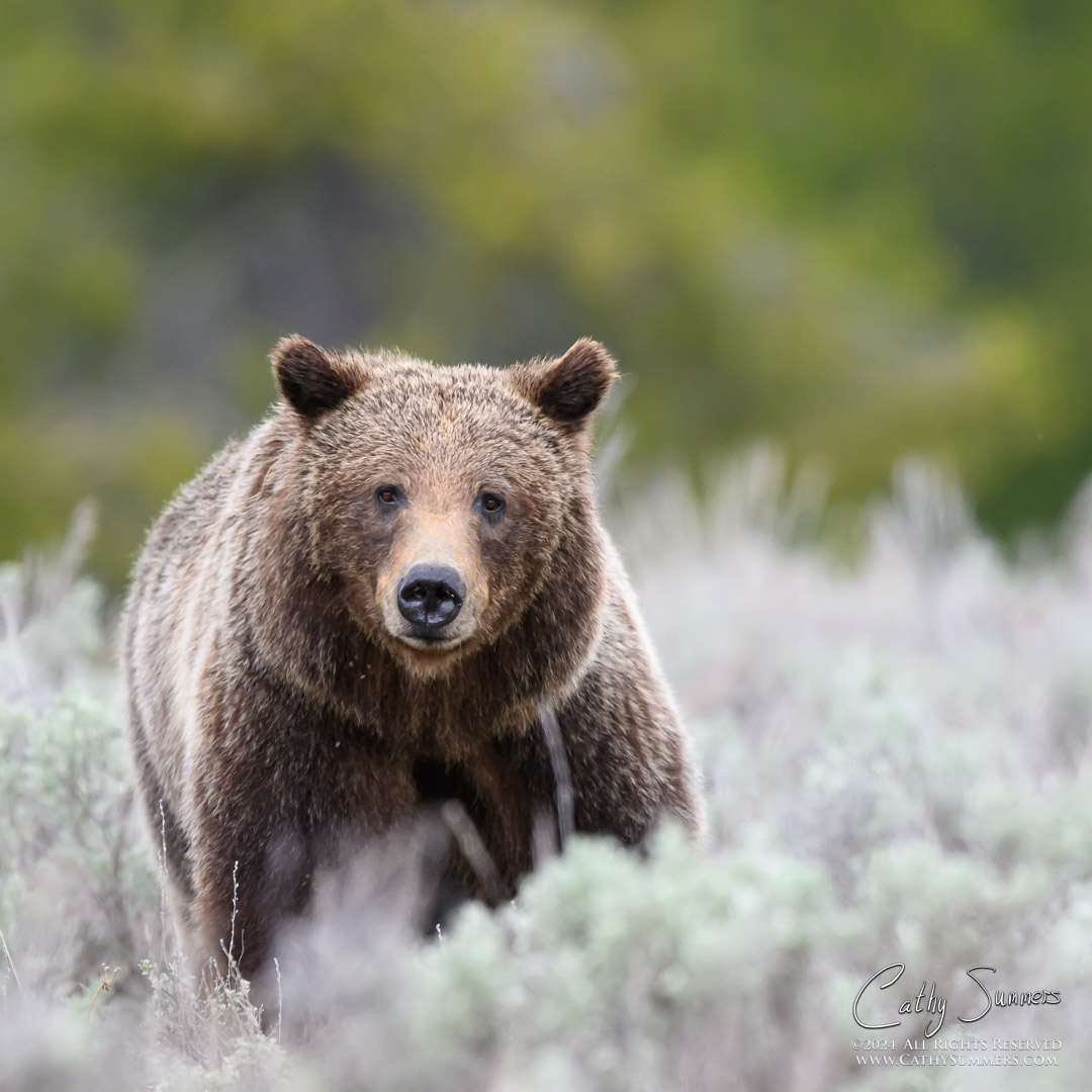 Grizzly Bear 399 in Grand Teton National Park
