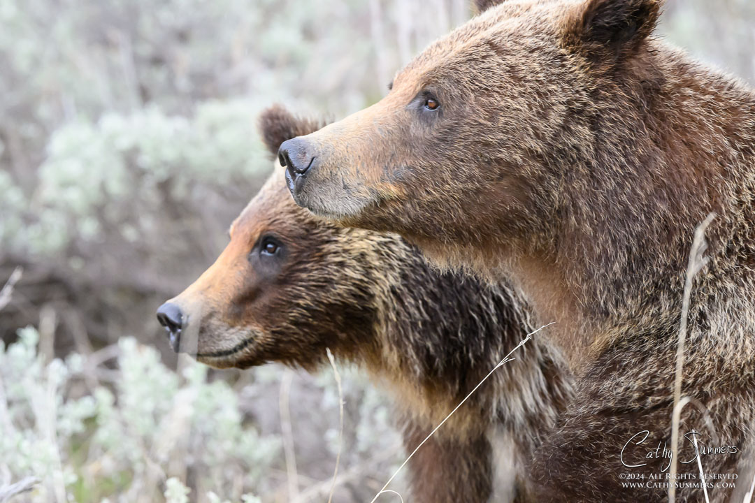 Grizzly Bear 399 and her Cub Spirit/Uno/Rowdy/? in. Grand Teton National Park