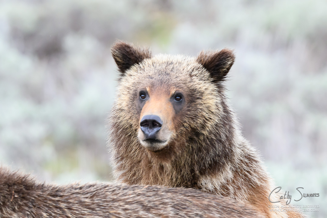 Grizzly Bear 399's Cub Spirit/Uno/Rowdy/? in. Grand Teton National Park