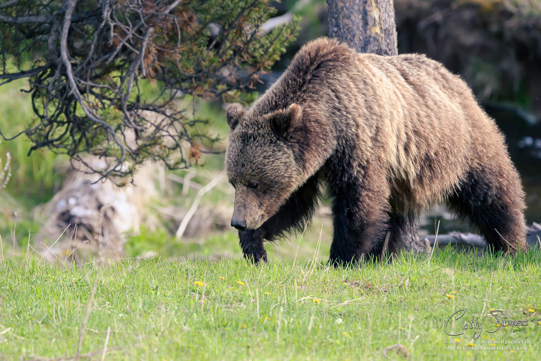 The Grizzly Known as Obsidian in Yellowstone National Park