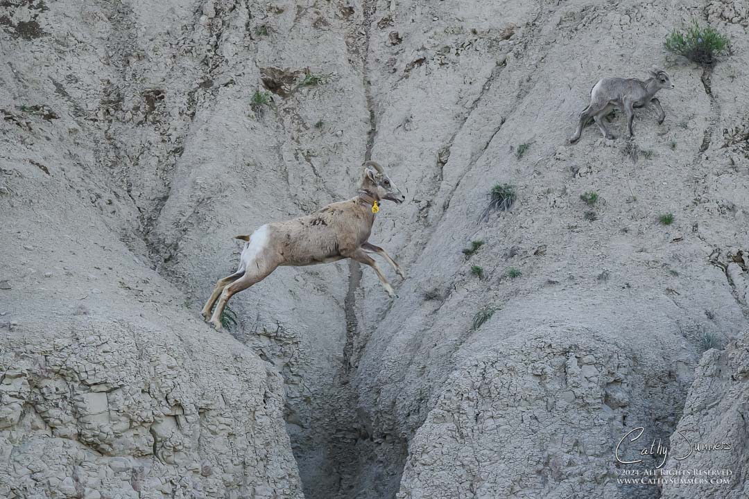Bighorn Sheep Ewes and Lambs in Badlands National Park