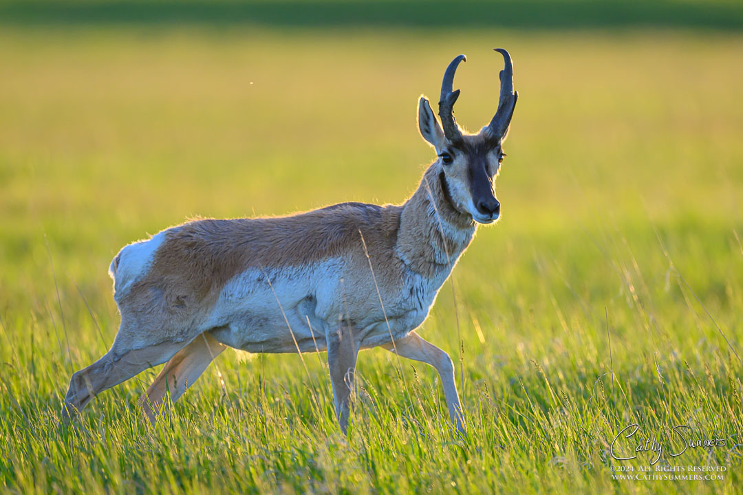 Pronghorn Antelope at Golden Hour in Badland National Park