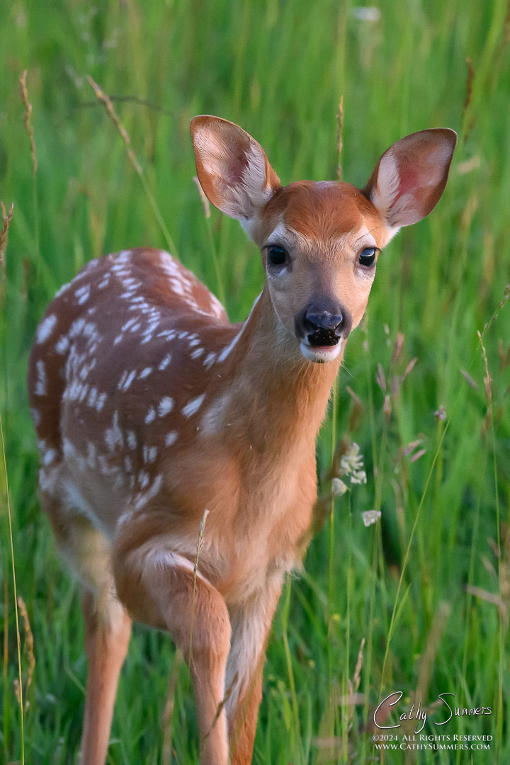 White Tailed Deer Fawn at Big Meadows, Shenandoah National Park
