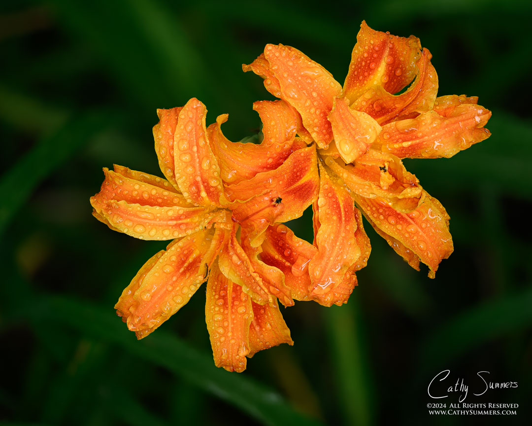 Daylily Focus Stack - 20 Photos at f3.2