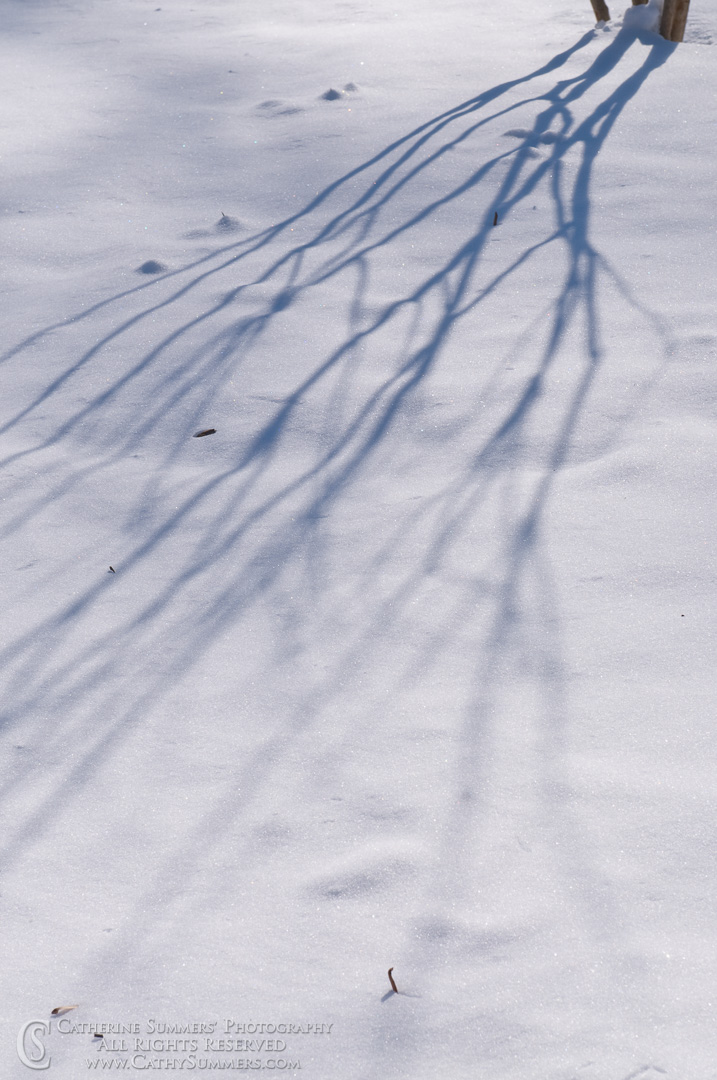 Branch Shadows: Virginia