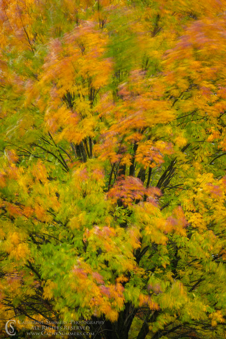 20191031_011: vertical, tree, autumn, leaves, wind