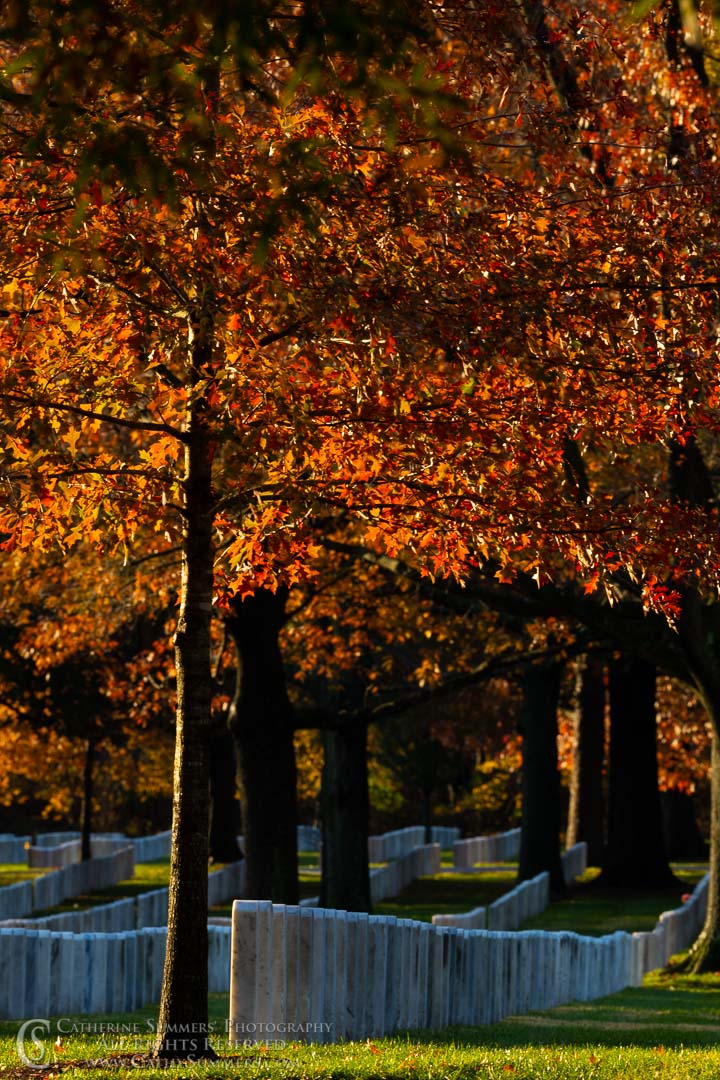 Sunlight in the Trees on an Autumn Morning in Arlington National Cemetery