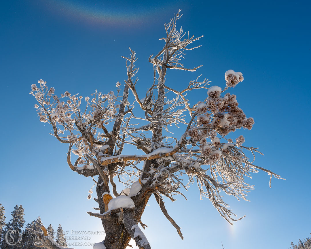 Circumzenithal Arc in the Blowing Ice Crystals Above a Backlit, Rime Ice Dusted Pine tree