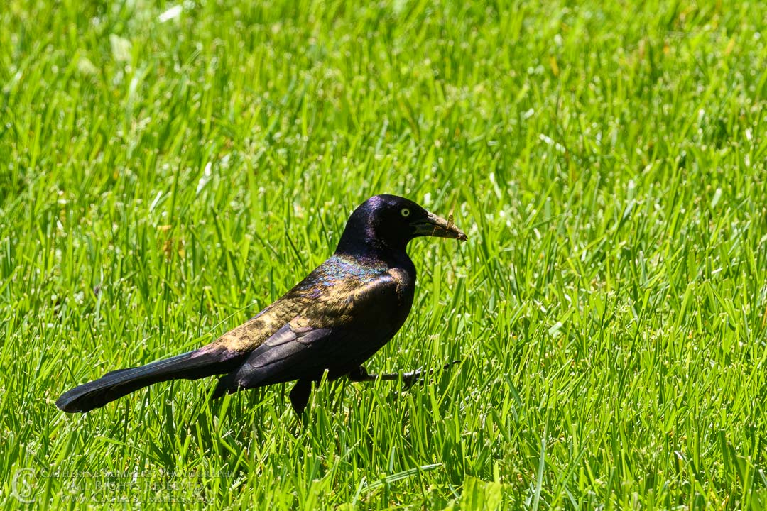 Grackle and Prey