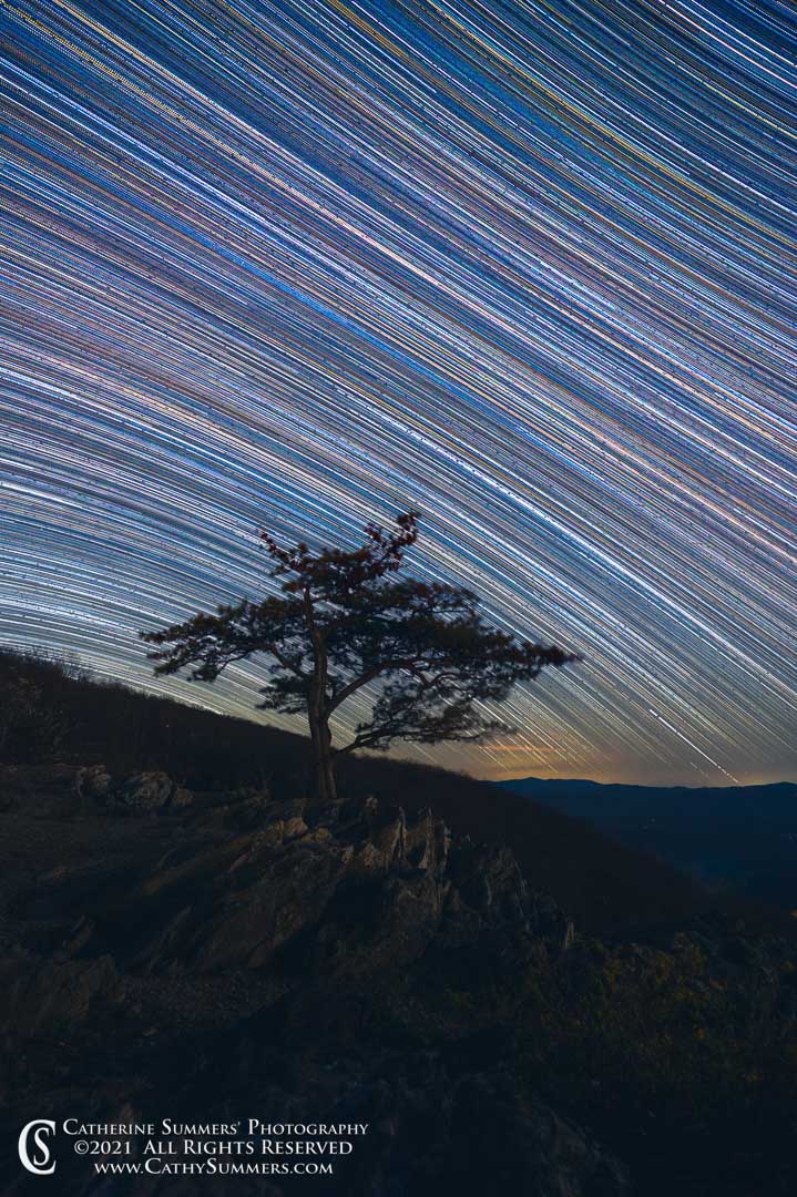 Star Trails Over the Ravens' Roost Pine Tree on an April Night - Composite of ~ 400 individual photos
