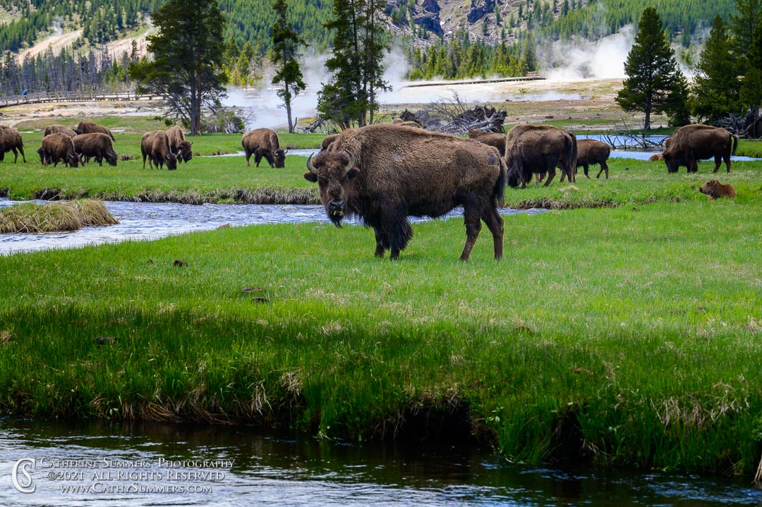 Petrified Trees in the Snow - Partial Pencil Effect