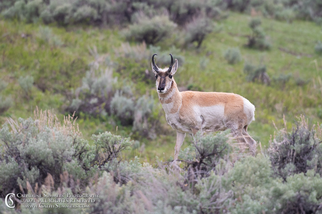Pronghorn Antelope in the Lamar Valley - Yellowstone National Park
