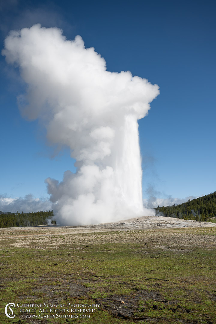 Old Faithfull Errupts on a Blue Sky Morning in Yellowstone National Park