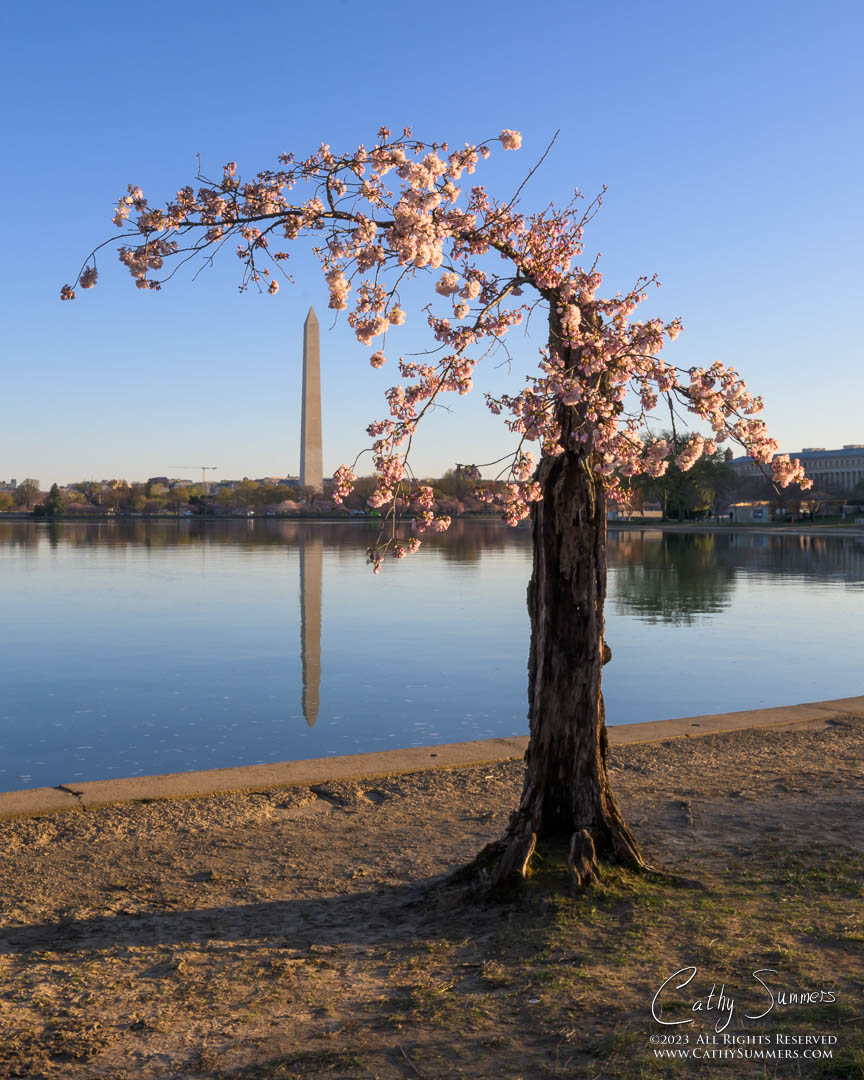 Stumpy in Bloom at the Tidal Basin