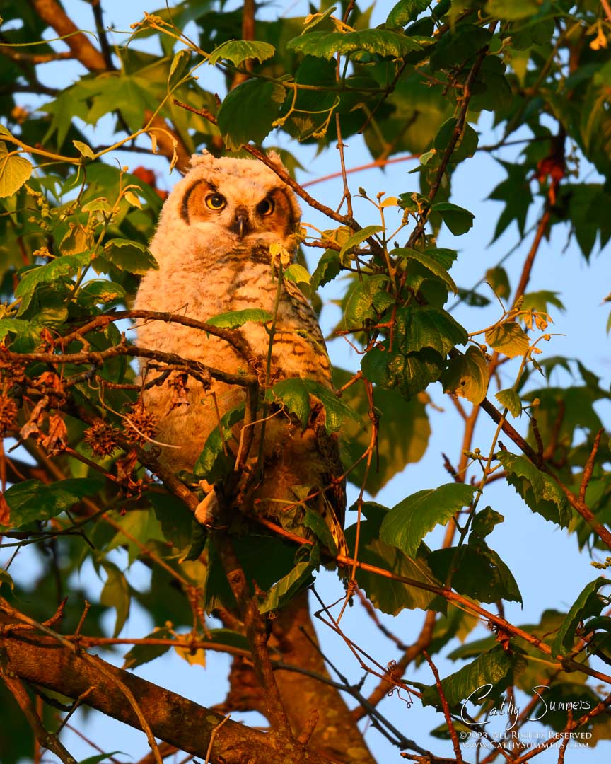 20230507_NZ91429: vertical, Dyke Marsh, great horned owl, nestling, owlet