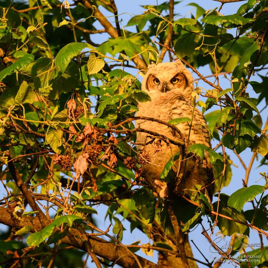 20230507_NZ91444: square, Dyke Marsh, great horned owl, nestling, owlet