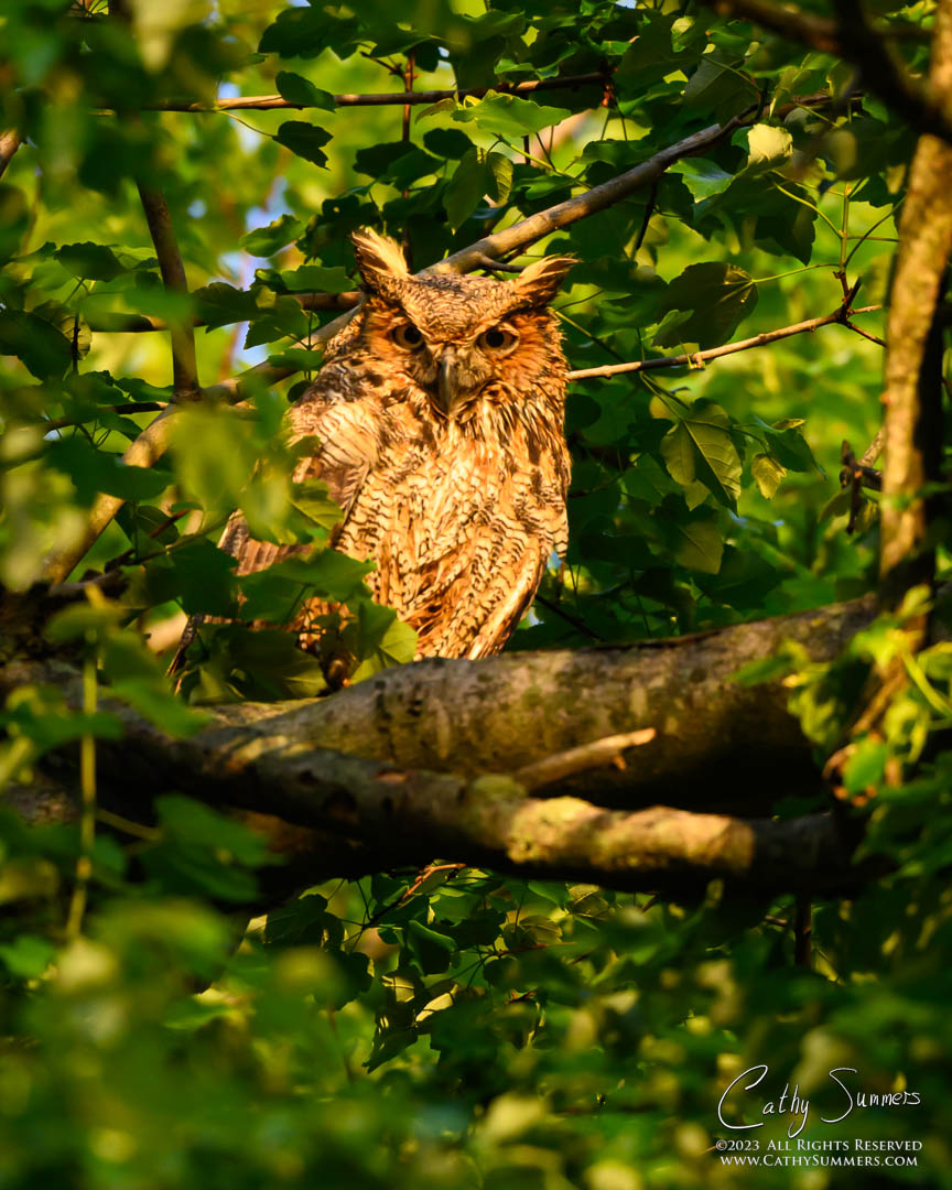 Great Horned Owl Mama Keeping an Eye on Her Chick