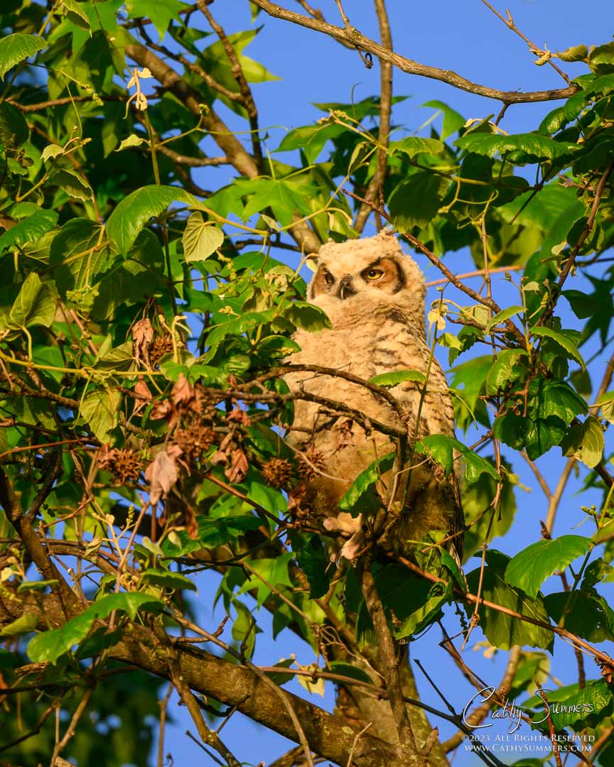 20230507_NZ91478: vertical, Dyke Marsh, great horned owl, nestling, owlet
