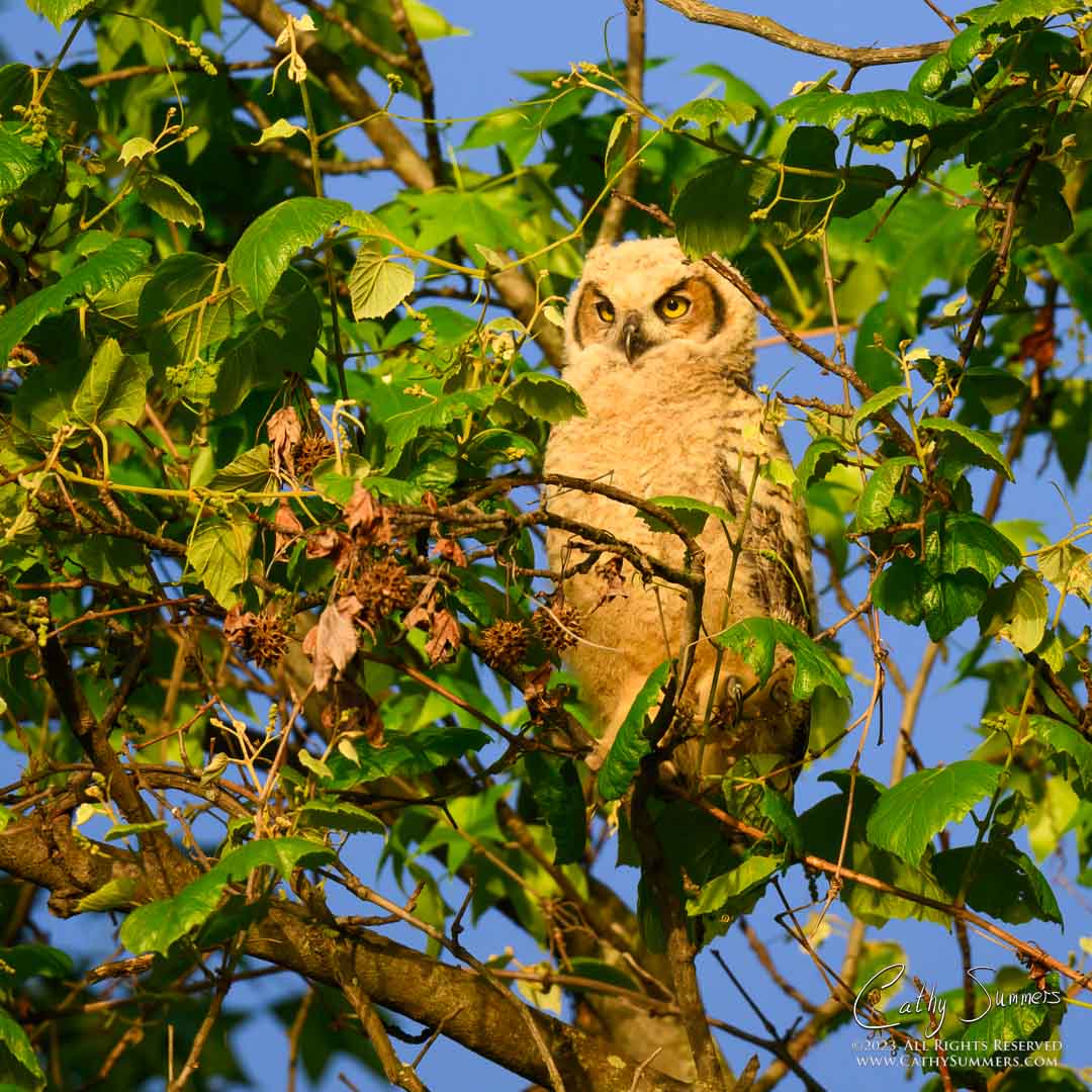 20230507_NZ91489: square, Dyke Marsh, great horned owl, nestling, owlet
