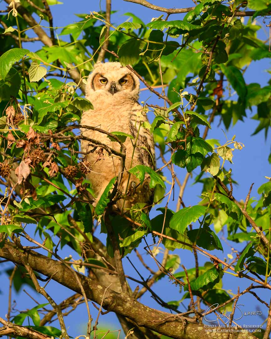 20230507_NZ91491: vertical, Dyke Marsh, great horned owl, nestling, owlet