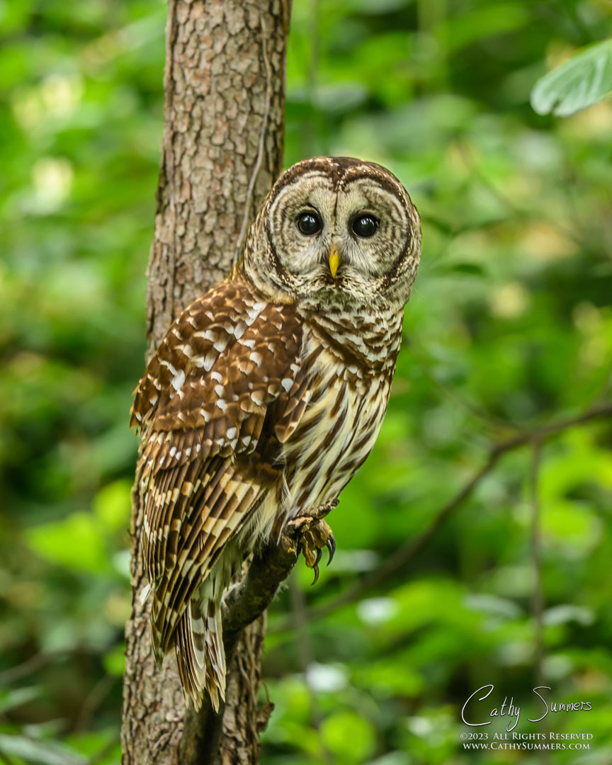 20230507_NZ91605: vertical, Dyke Marsh, barred owl
