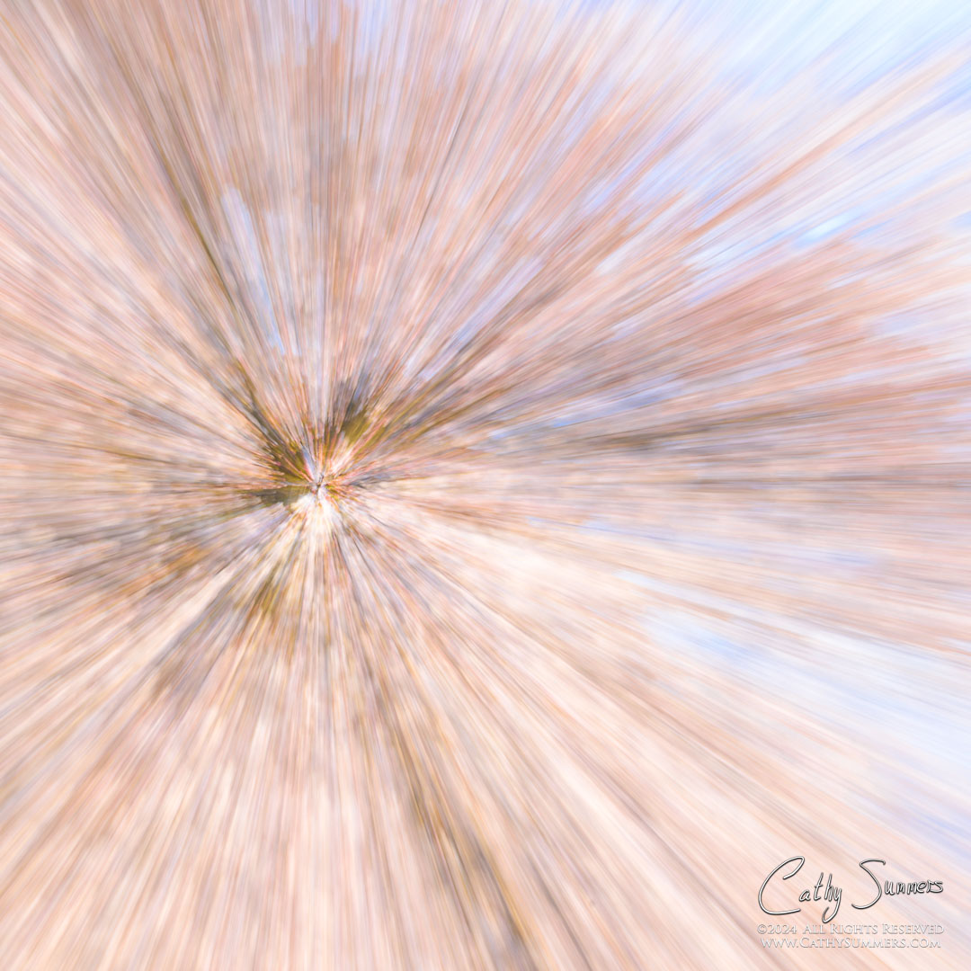 Cherry Blossom Explosion - In Camera Zoom