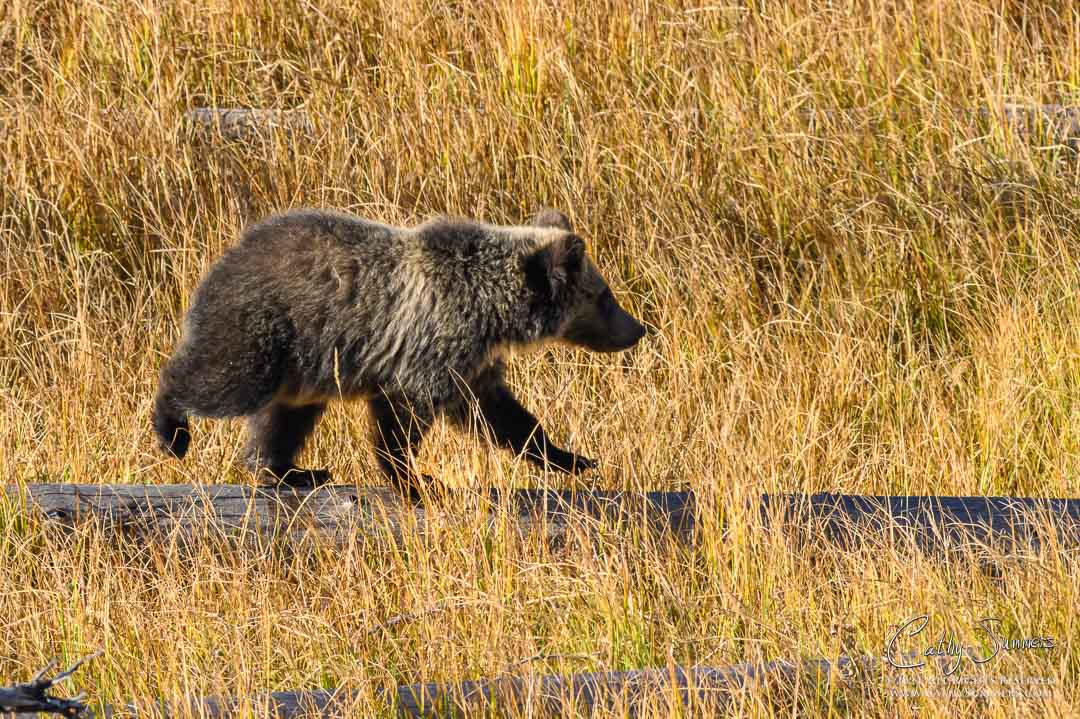 Grizzly Bear Cub Walking the Logs Near Lake Butte in Yellowstone National Park