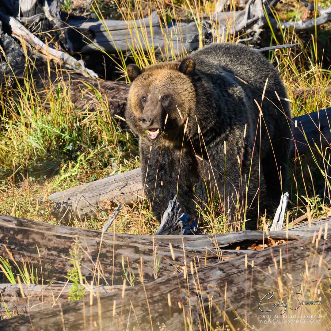 The Grizzly Known as Jam in Yellowstone National Park