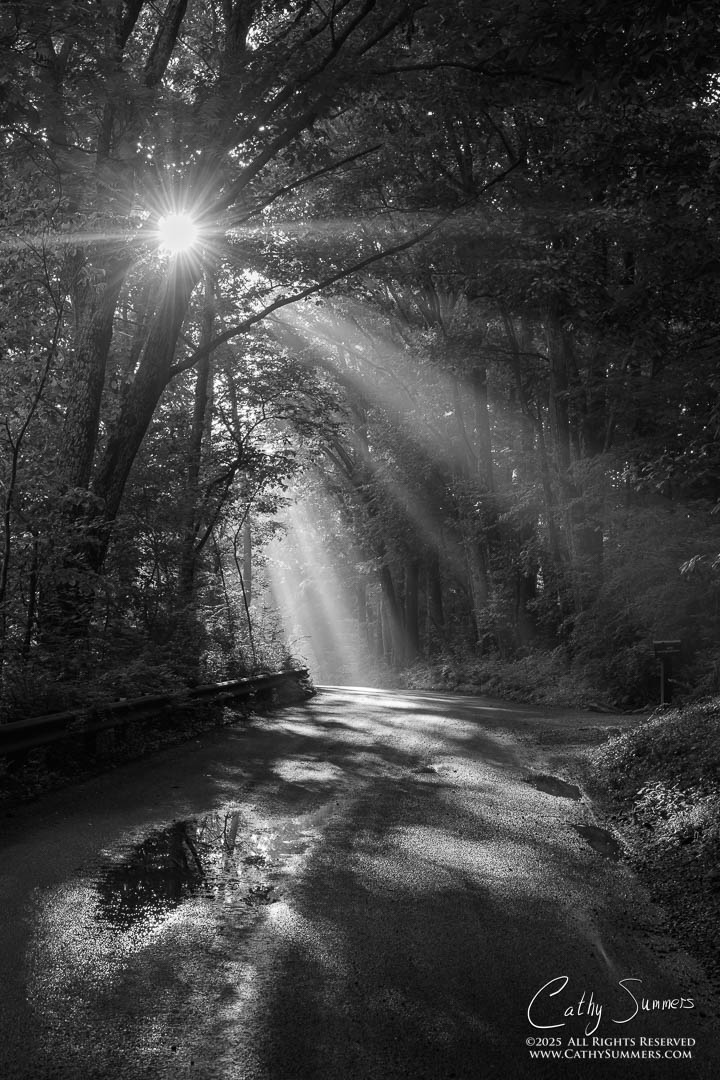 Sunshine and Mist on the Sugar Hollow Road