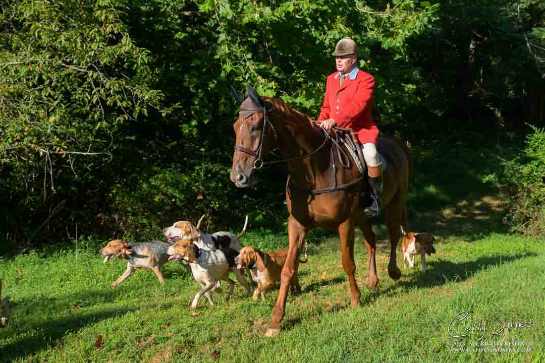 Huntsman and Hounds at Millington - September 1, 2025 fox hunting, huntsman, hounds, Farmington Hunt Club