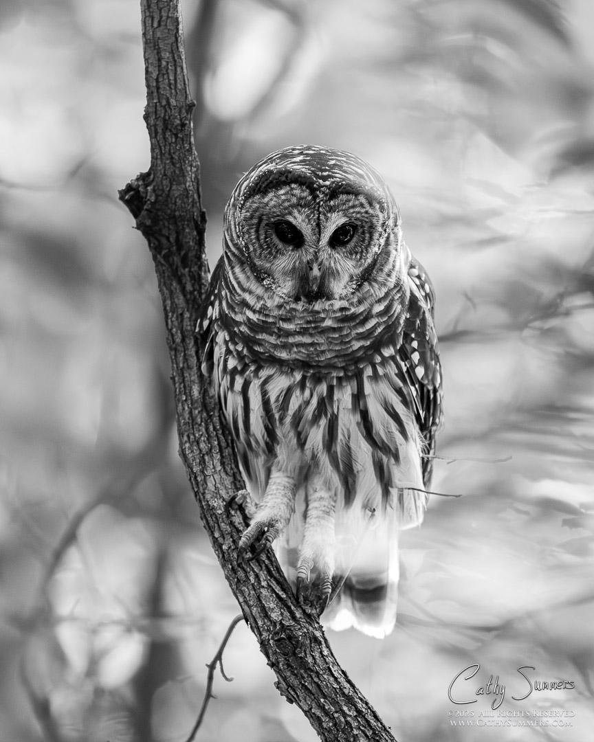 Barred Owl at Huntley Meadows - Black & White