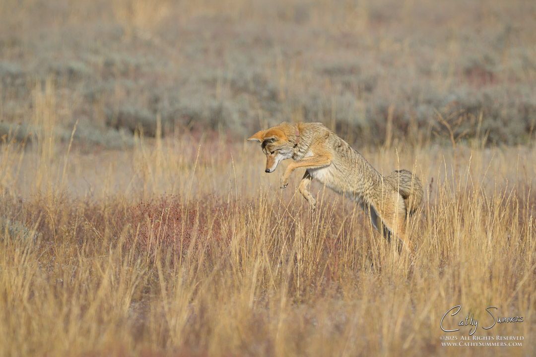 Coyote Pouncing in Grand Teton National Park