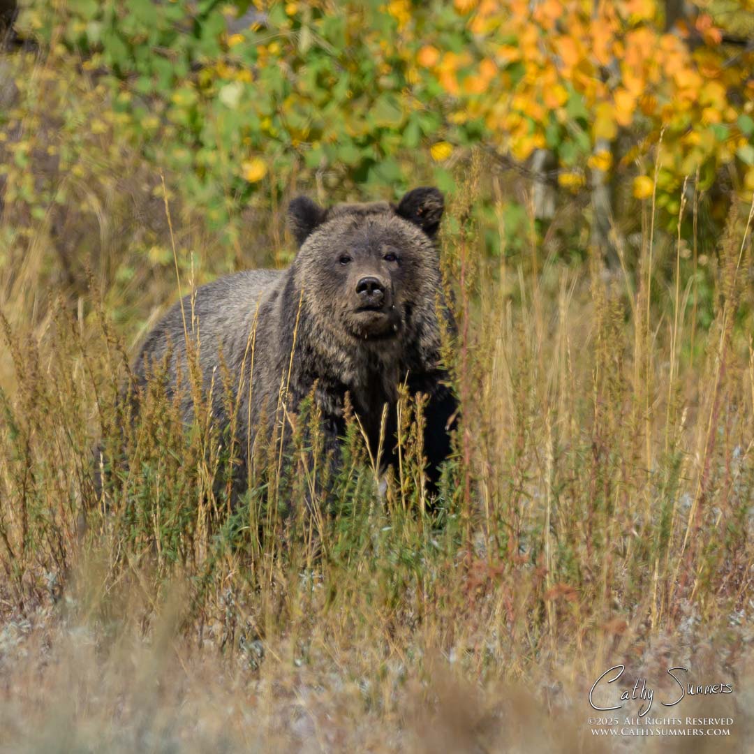 Miracle, the 18 Month Old Cub of Grizzly 1063 in Grand Teton National Park. Separated from her mother, Miracle survived by herself all summer long after the death of her two siblings.