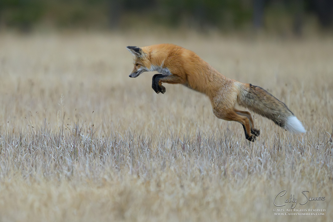 Red Fox Pouncing in Yellowstone National Park